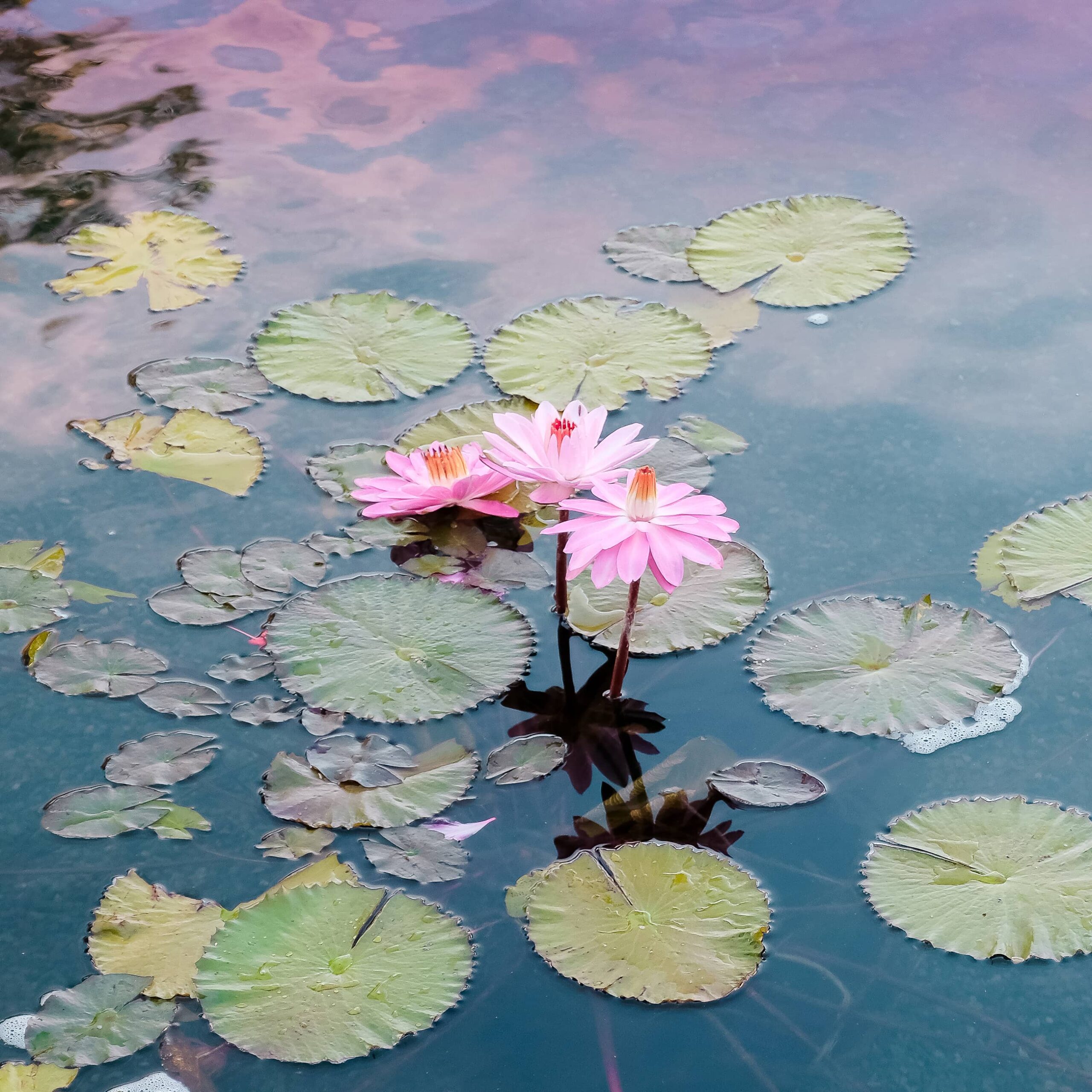 seasonal affective disorder summer, tropical scene lily pads with a melancholy feel